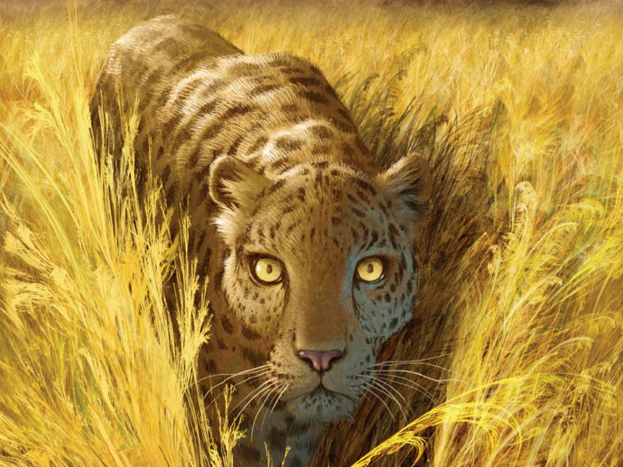 Леопард - взгляд, кошки, леопард, животные, природа - оригинал