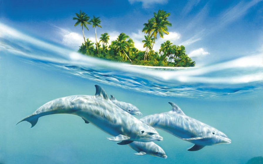 Дельфины - остров, рай, дельфины, море - оригинал
