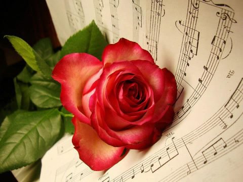 rose and music! - flowers - оригинал