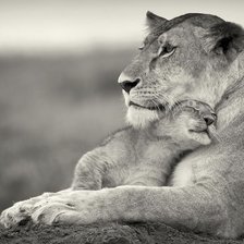 Схема вышивки «№289916»