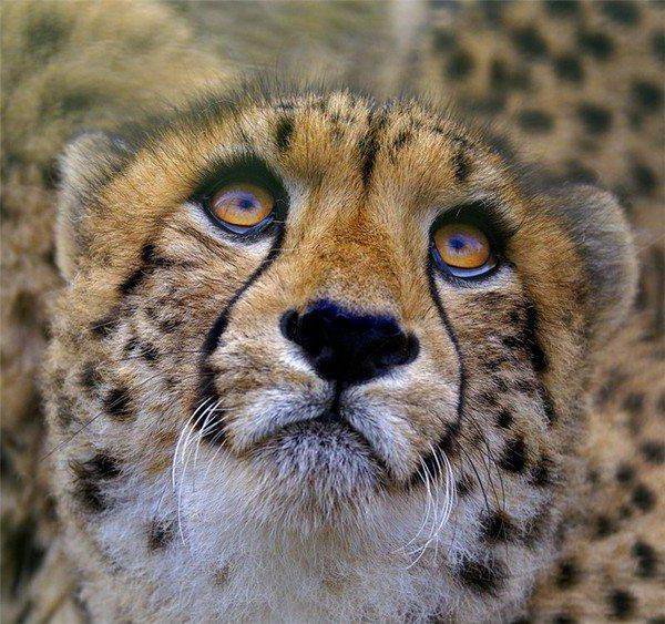 кошки - оригинал