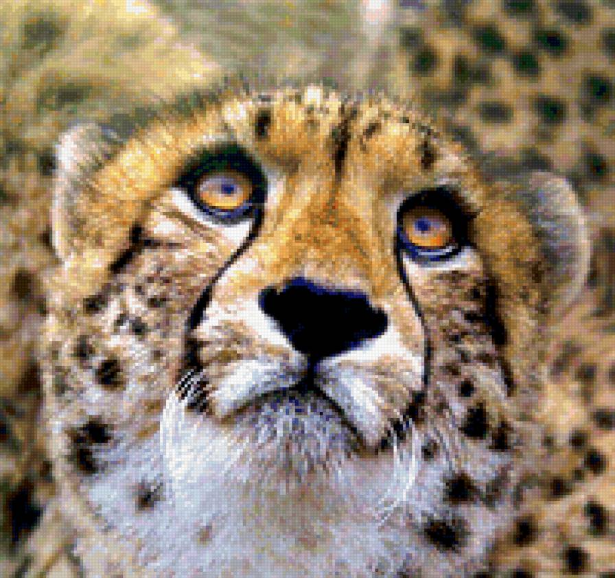 кошки - предпросмотр