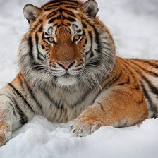 Схема вышивки «Тигр на снегу»