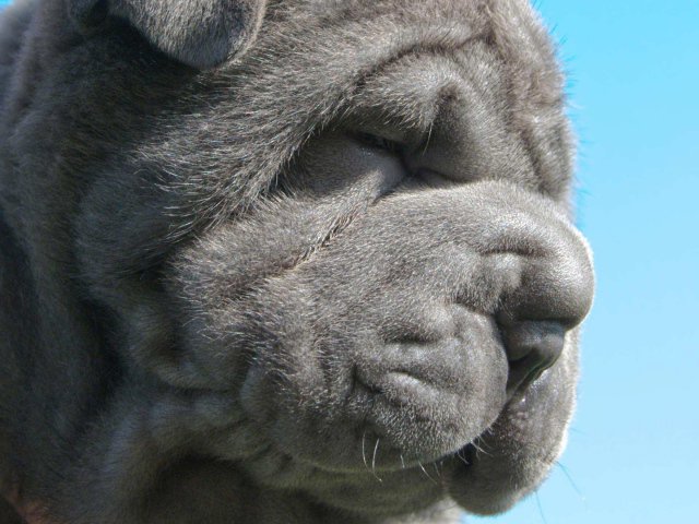 Неаполитанский мастиф - животные - оригинал