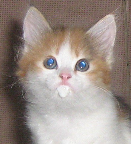 Я покушал - домашние животные, кошки - оригинал