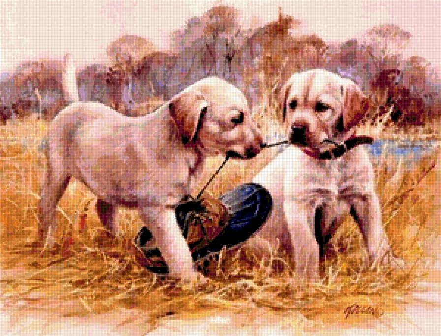 Щенки - животные, щенки - предпросмотр