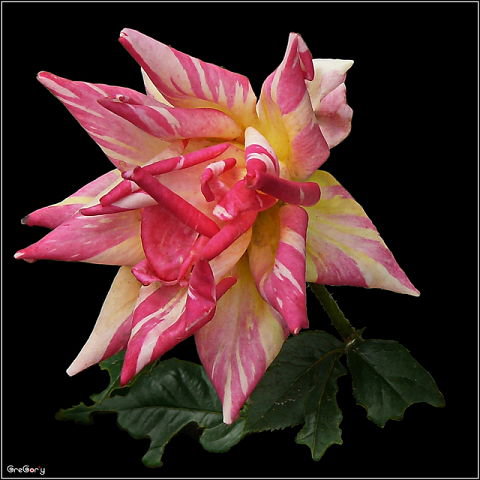 №290416 - оригинал