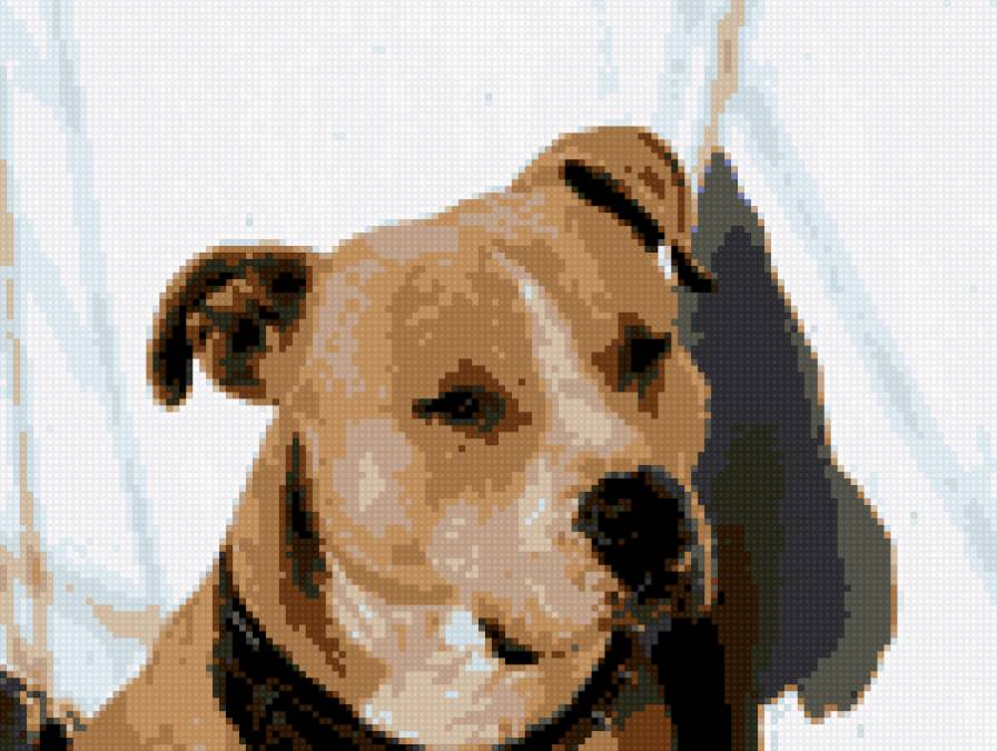 мой амстафф - предпросмотр