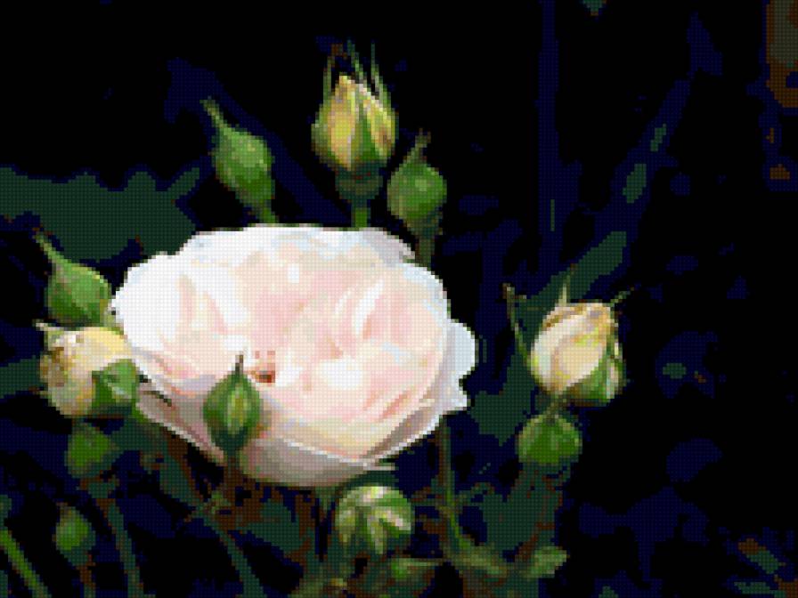 Роза - розы, цветы - предпросмотр