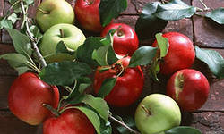 №290759 - природа - оригинал