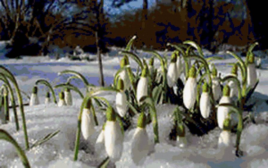 №290803 - подснежники, цветы - предпросмотр