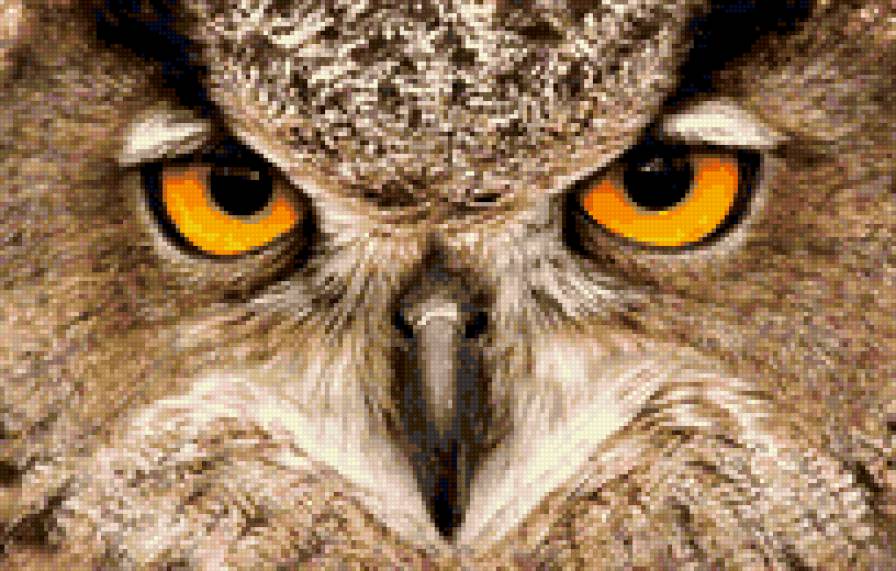 в мире животных - птицы, сова, животные - предпросмотр