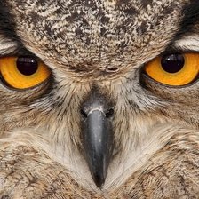 в мире животных