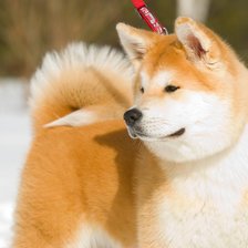 Схема вышивки «Акита Ину»