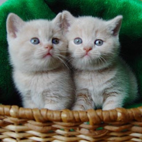 №291148 - оригинал