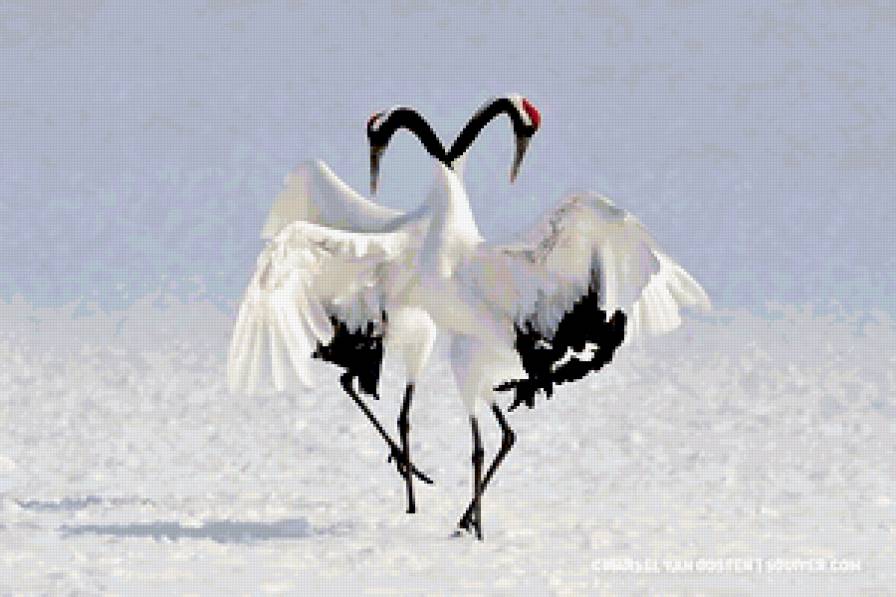 Танец - птицы, любовь - предпросмотр