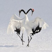 Схема вышивки «Танец»