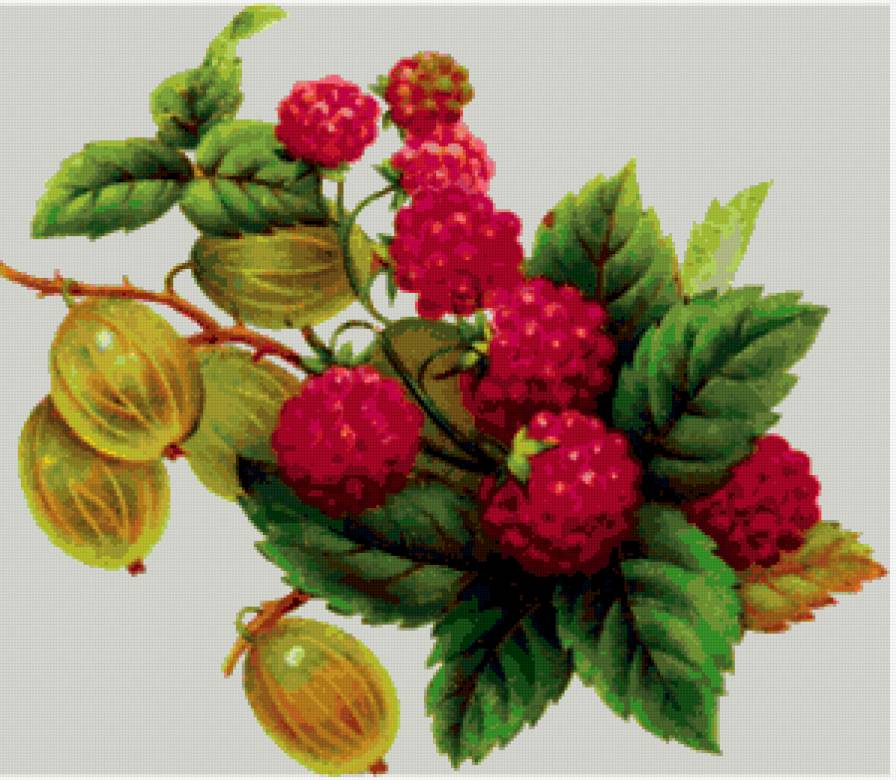 ягода-малина - предпросмотр