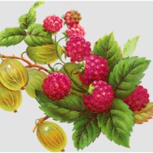 ягода-малина