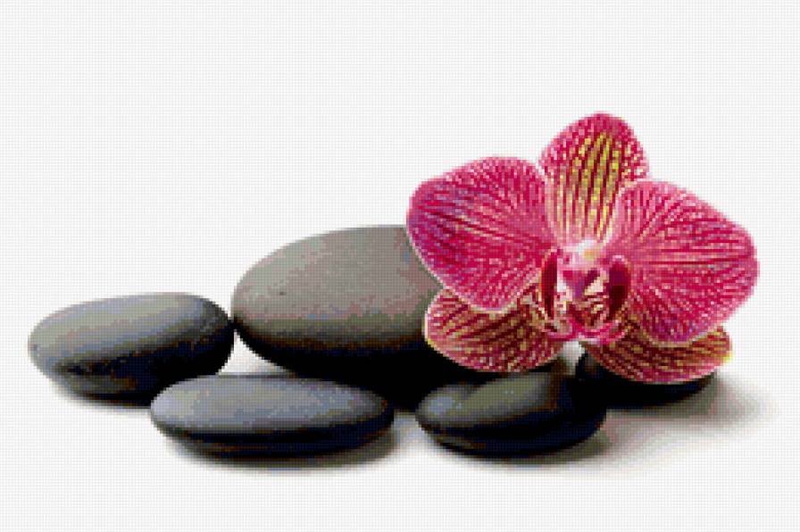 Spa - spa, цветы, камушки, орхидеи - предпросмотр