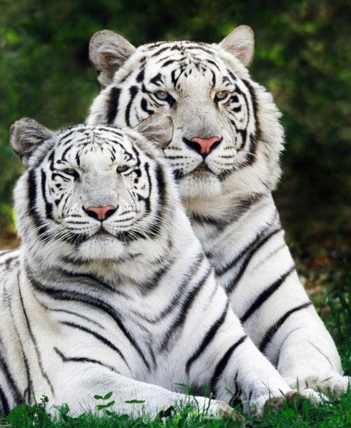 Белые тигры - животные, тигры, дикие животные - оригинал