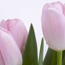 Схема вышивки «тюльпаны»