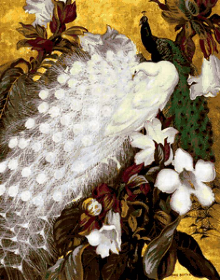 павлины - предпросмотр