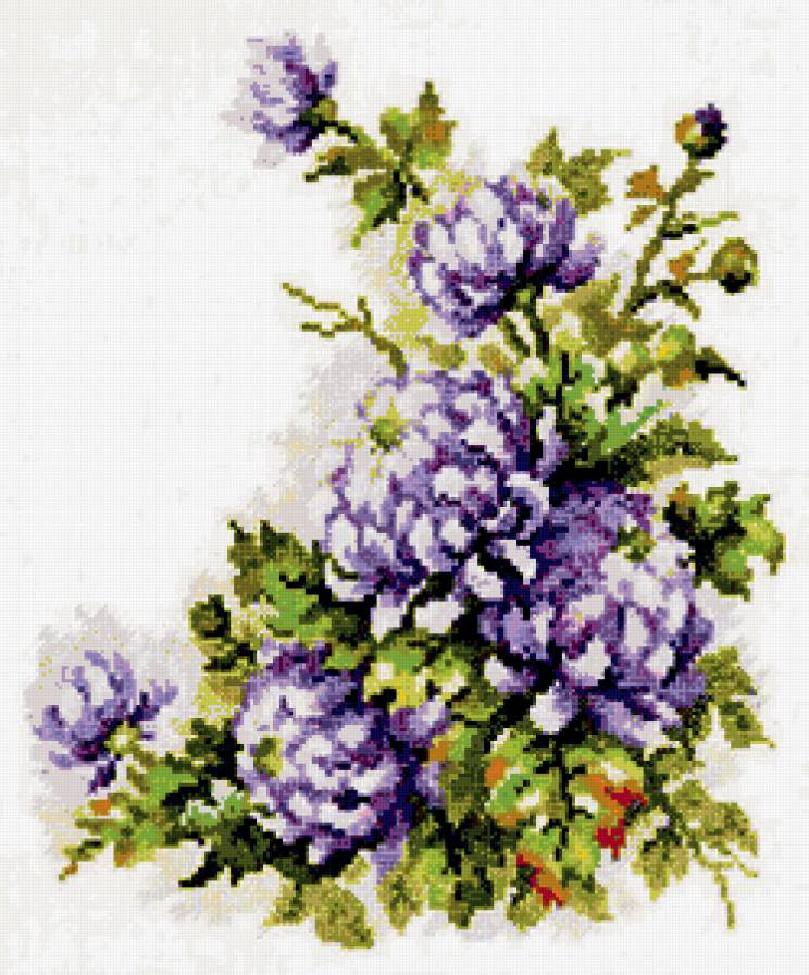 Хризантемы - цветы - предпросмотр