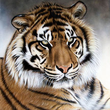 Схема вышивки «тигр»