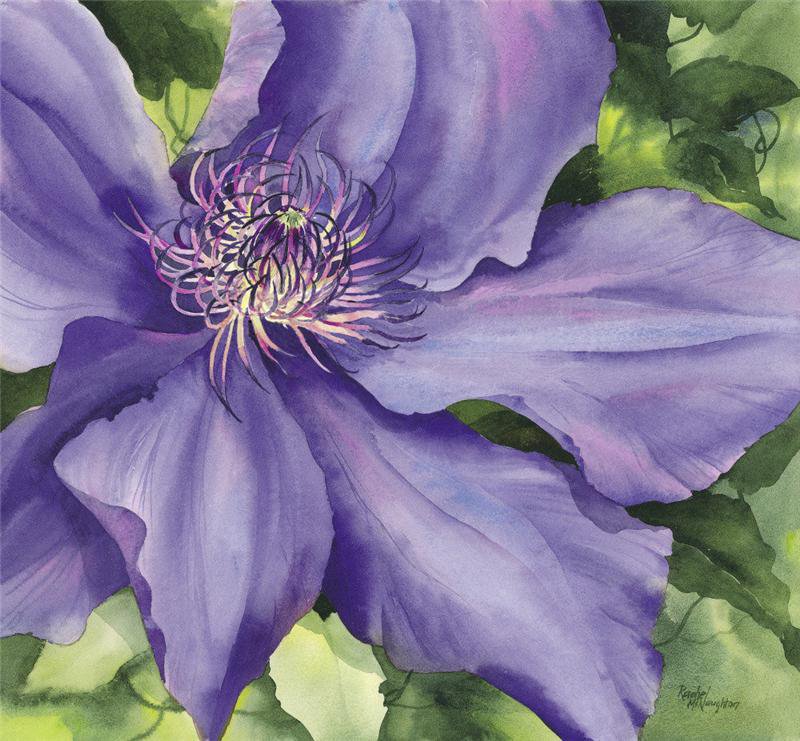 Серия "Букет" - клематисы, цветы, букет - оригинал