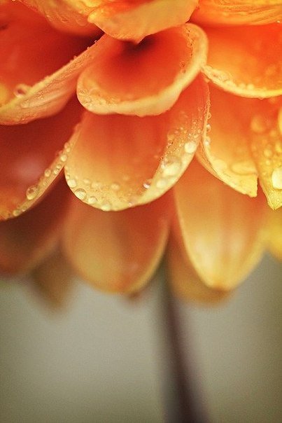 цветочек - цветы, оранжевое - оригинал
