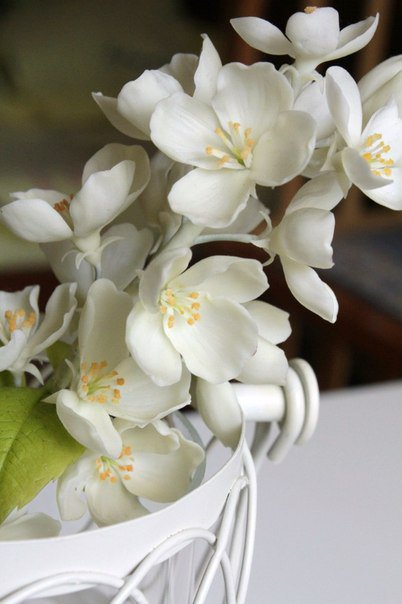орхидея - орхидеи, цветы, белое - оригинал