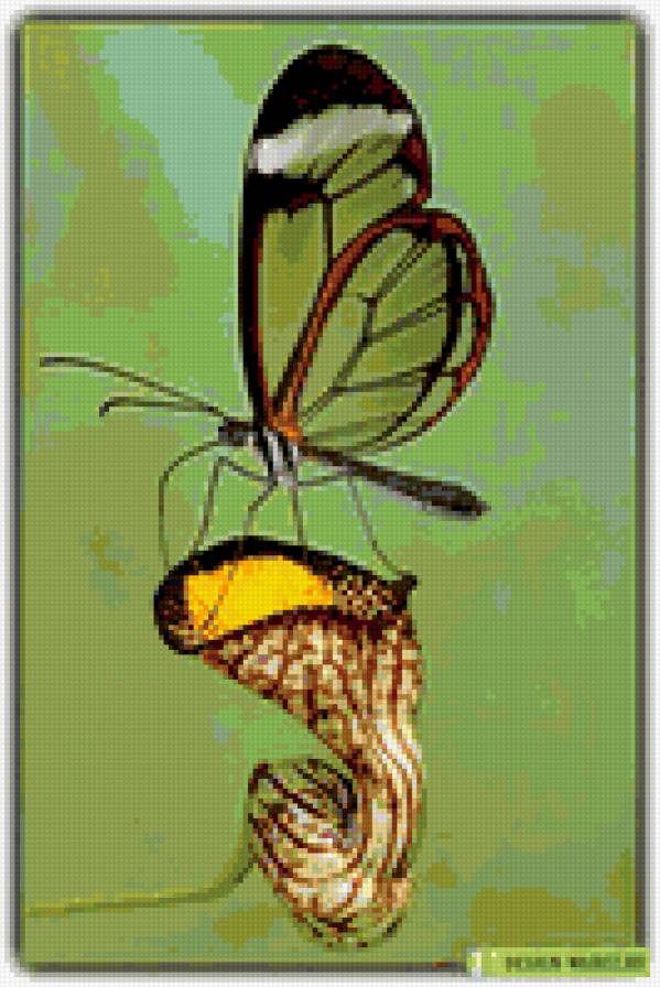 Зеленая бабочка на цветке - бабочка, цветок - предпросмотр