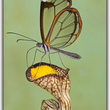 Оригинал схемы вышивки «Зеленая бабочка на цветке» (№292132)
