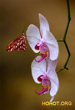 Крошечная бабочка - бабочка, цветок - оригинал