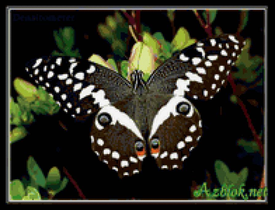 Черная бабочка с разноцветными метками на крыльях - цветок, бабочка - предпросмотр
