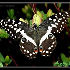 Черная бабочка с разноцветными метками на крыльях