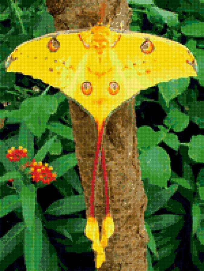 Золотая ночная мадагаскарская бабочка - дерево, бабочка, мадагаскар - предпросмотр
