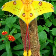 Золотая ночная мадагаскарская бабочка