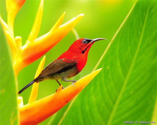 Красная птичка на стрелиции - птица, стрелиция - оригинал