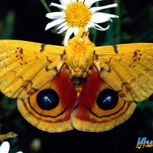 Бабочка желтая и мохнатая