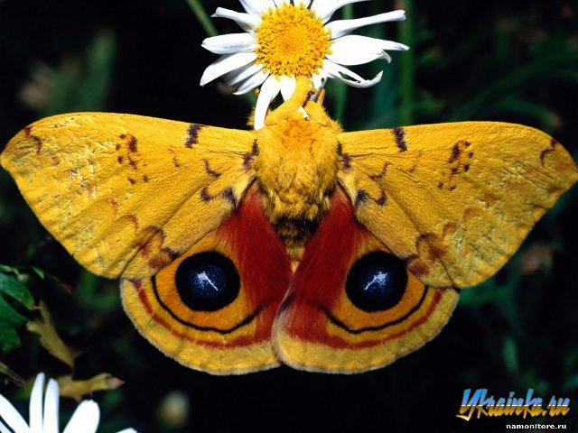 Бабочка желтая и мохнатая - цветок, бабочка - оригинал