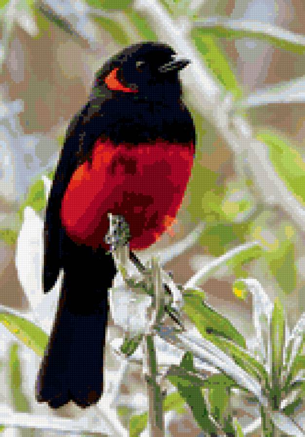 красно-черная птица - птица - предпросмотр