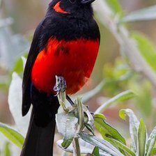 красно-черная птица