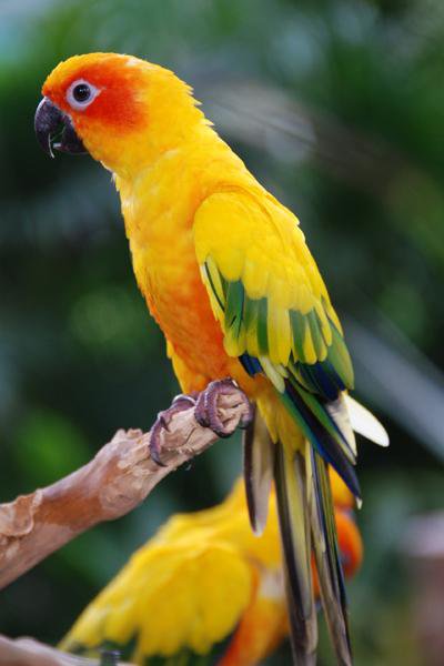 желтый попугай - попугай - оригинал