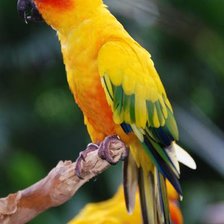 Схема вышивки «желтый попугай»