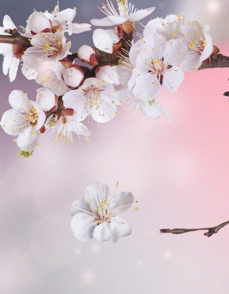 016 - цветы - оригинал