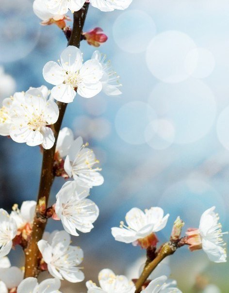 019 - цветы - оригинал