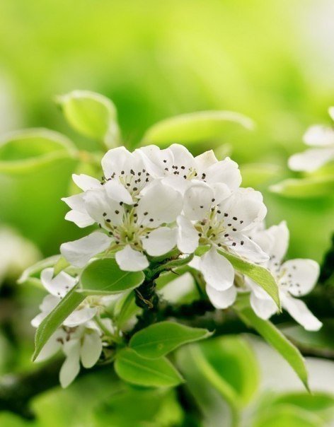 021 - цветы - оригинал