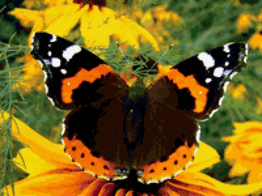 бабочка на ромашке - цветок, бабочка - предпросмотр